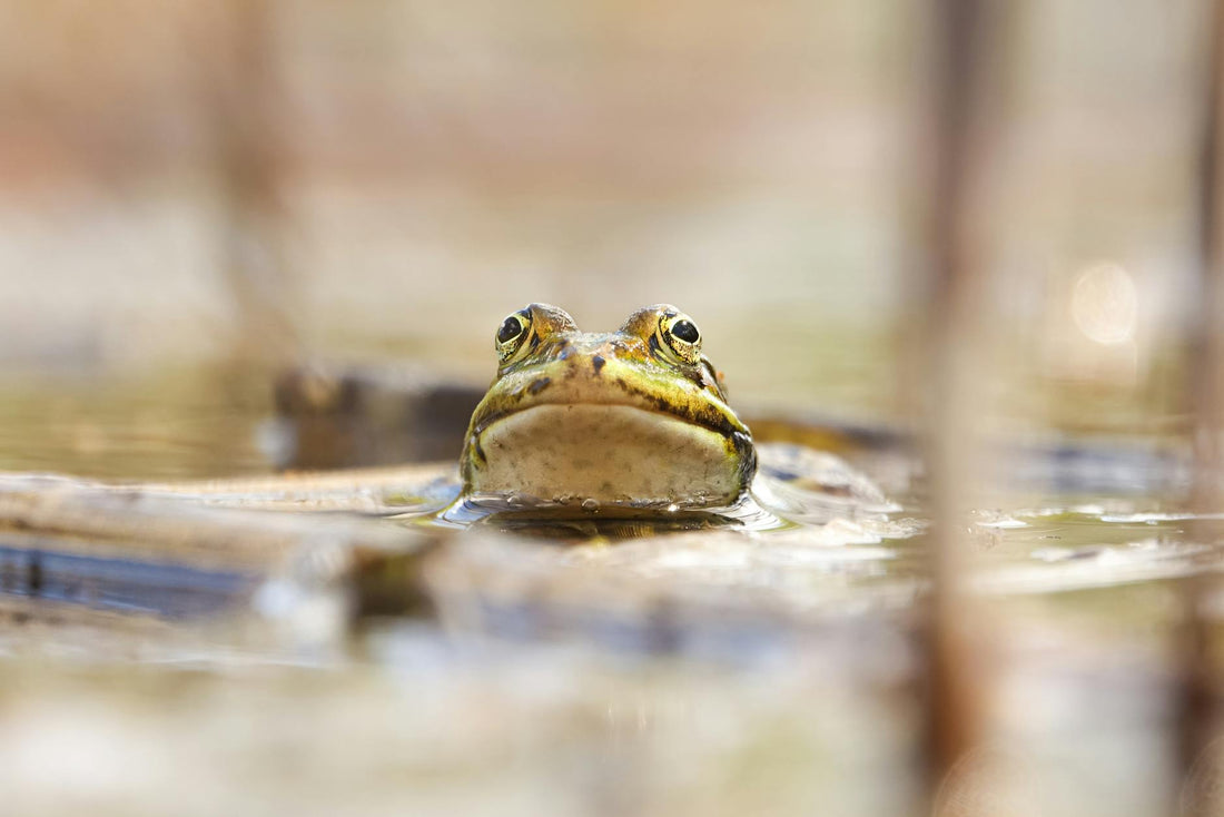 Rêver de grenouille signification et transformation | Source Sacrée