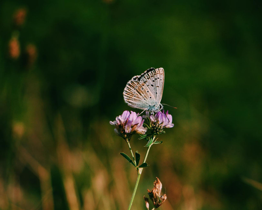 Rêver de papillon signification et transformation | Source Sacrée